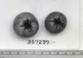 Click for 1 image(s) for this accession. FRUIT